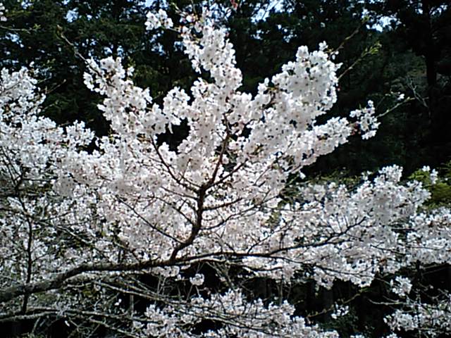 20070401_96_40_91_BD_8ER_82_CC_8D_F7_2Ejpg.jpg