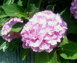 20070610__82_A0_82_B6_82_B3_82_A2_1.jpg