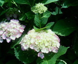 20070610__82_A0_82_B6_82_B3_82_A2_2.jpg