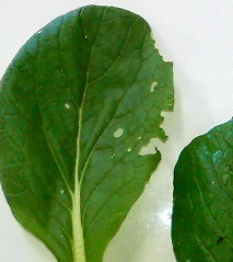 P1001716.JPG