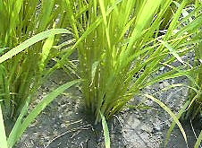20090702_81_40_93c_82_F1_82_DA_97_CE_82_B6_82_E3_82_A4_82_BD_82_F12.jpg