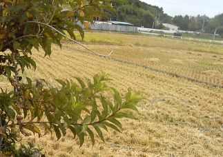 20090831__88_EE_8A_A0_82_E8_8FI_97_B9.jpg