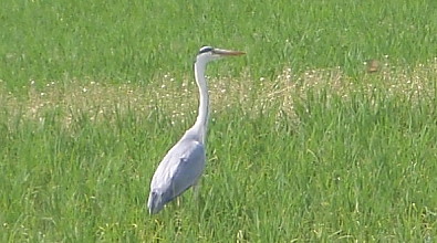 20100611_81_40_83T_83M_82_C6_90_85_93c2.jpg
