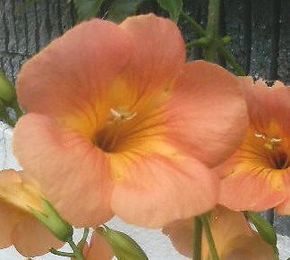 20100630_81_40_82_A0_82_B6_82_B3_82_A2_82_CC_89_D44.jpg