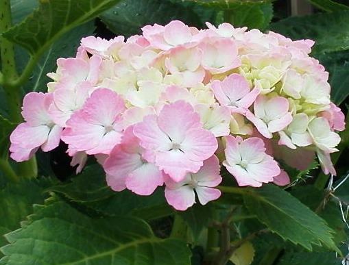 20110612_81_40_82_A4_82_BF_82_CC_83A_83W_83T_83C.jpg