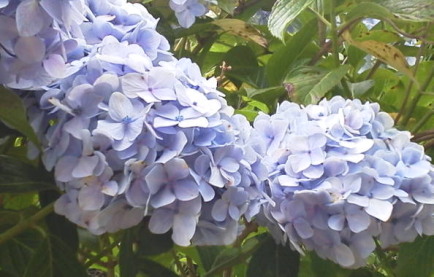 20110624_81_40_8E_87_97z_89_D4_81_403.jpg