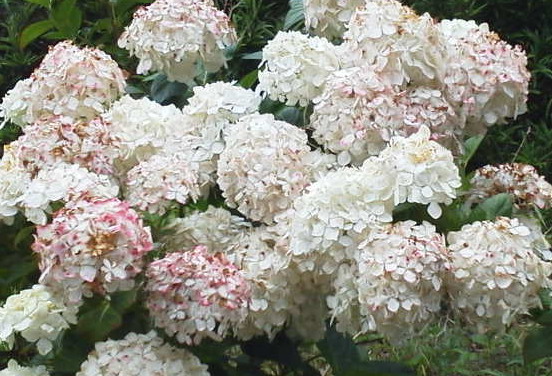 20110624_81_40_8E_87_97z_89_D4_81_404.jpg