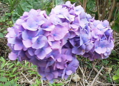 20110624_81_40_8E_87_97z_89_D4_81_405.jpg