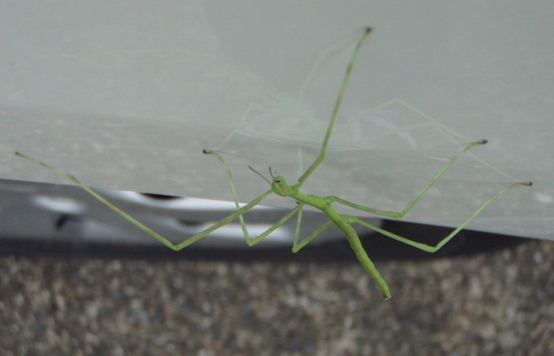 20110721__92_7C_82_DD_82_BD_82_A2_82_C8_92_8E_81H_81_406.jpg