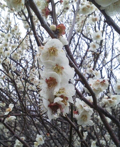 20120308_81_40_94_92_94_7E_8D_E7_82_AD1.JPG